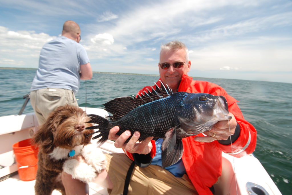 Sea Bass Bonanza Explore New England